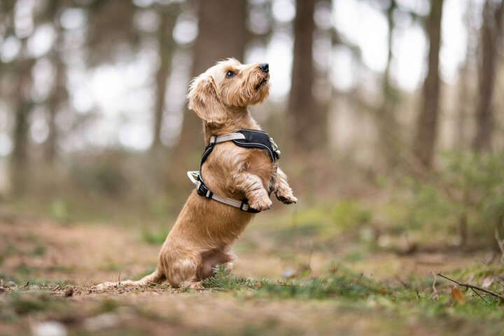 WOLTERS Geschirr Active Pro